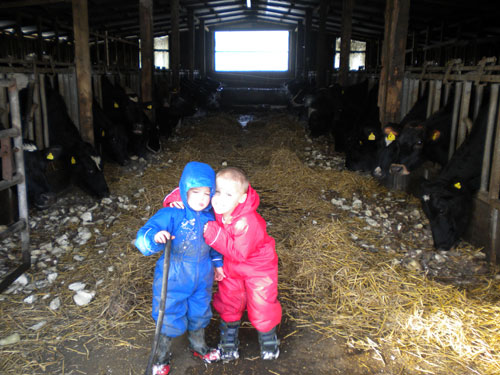 Renton & Trevor in the cowshed in Regatta Splosh suits